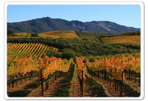 stagecoach vineyard